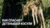 В Чехии волонтеры спасают детенышей животных во время покоса и уборки урожая. Вот как это происходит