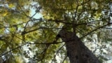 Kyrgyzstan walnut forest