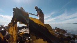 Kelp Is On The Way: A Green Business On Russia's White Sea